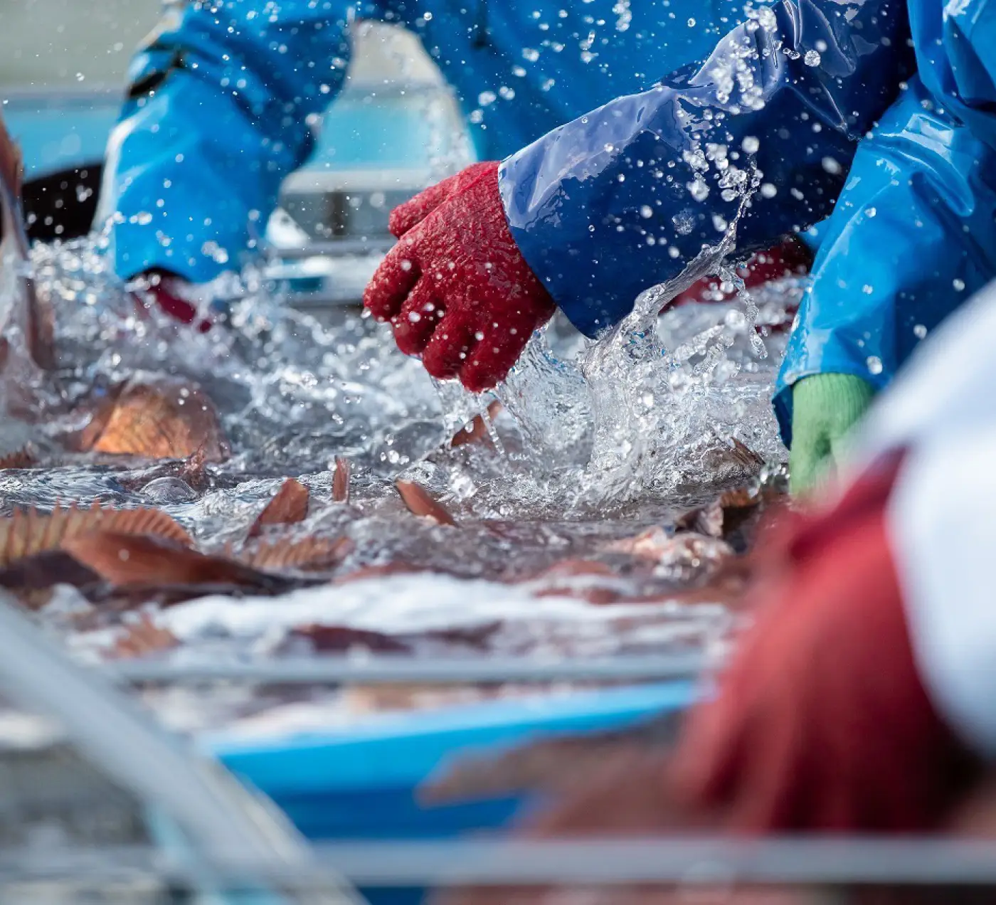 魚を水揚げする漁の様子